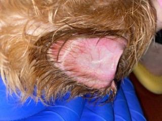 狗狗耳朵红怎么回事，狗狗耳朵发红的原因？