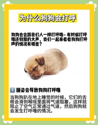 狗狗打呼噜怎么办，狗狗打呼噜是正常的吗？