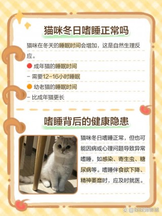猫咪冬天不爱动？猫咪冬天不爱动怎么办（最新）