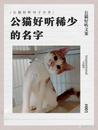 洋气的猫咪名字？洋气的猫咪名字大全（最新）