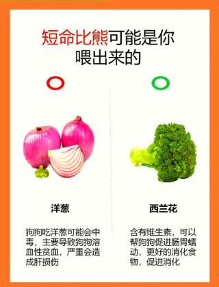 比熊狗狗可以吃苹果吗？小比熊犬能吃苹果吗（最新）