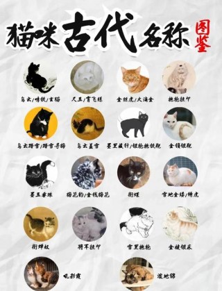 猫咪高贵洋气的名字，（猫咪高贵洋气的名字美短洋气猫名）