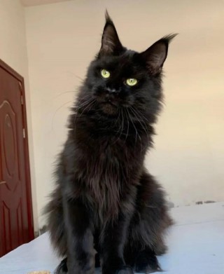 纯黑猫咪是什么品种，纯黑 猫咪？