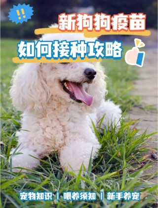 狗狗流鼻涕可以打疫苗吗？狗狗流鼻水可以打疫苗吗（最新）