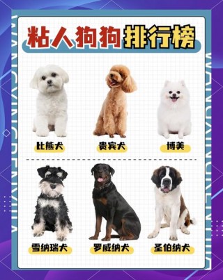 最粘人的狗狗排名榜？最粘人的狗狗排名榜前十名（最新）
