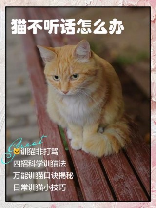 猫咪太淘气怎么办，（猫咪太淘气了）