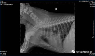 狗狗得了支气管炎怎么办，（狗狗得了支气管炎是什么症状）