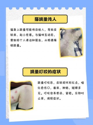 猫咪的跳蚤会传染人吗，（猫猫的跳蚤会到人身上吗）