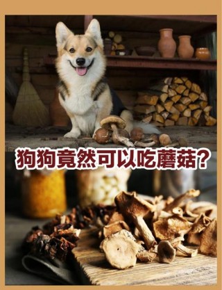 狗狗可以吃香菇吗？狗狗可以吃香菇嘛（最新）