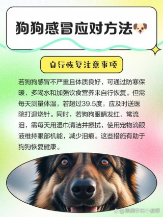 2个月狗狗感冒能自愈吗，（2个月狗狗感冒多久能好）