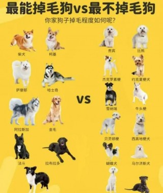 哪些狗狗不掉毛，哪些狗狗不掉毛好养活？