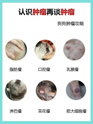 狗狗囊肿是怎么形成的，狗狗囊肿怎么引起的？