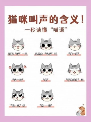 猫咪叫什么意思，猫咪叫的意思？