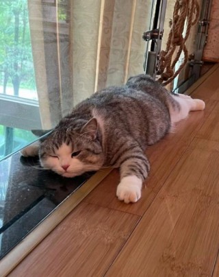 猫咪夏天热怎么办？猫咪夏天温度高没事吗（最新）