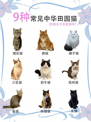 猫咪一般多少钱，（邮寄猫咪一般多少钱）