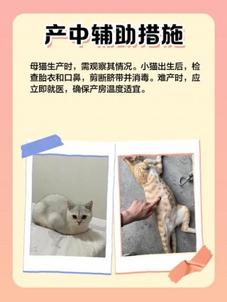 猫咪生了怎么办，（猫咪生崽了怎么办）