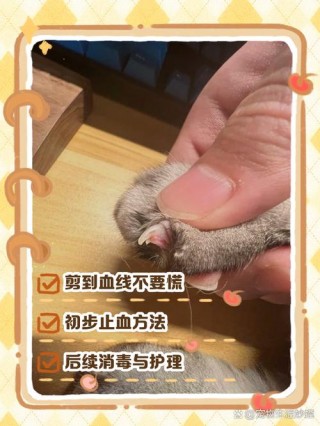 猫咪血线是什么？猫咪的血线（最新）