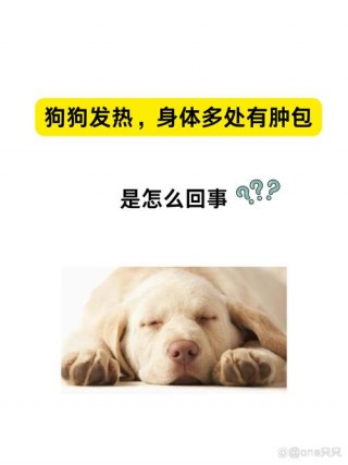 狗狗肚子很烫怎么回事，（狗狗肚子发烫是什么原因）