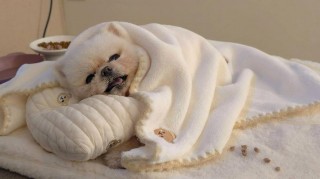 狗狗冬天要盖被子吗？狗冬天室内睡觉需要盖被子吗（最新）