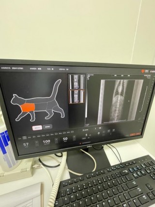 猫咪拍片多少钱，猫咪去拍片子要多少钱？