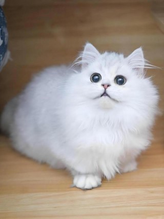 世界上最美的猫咪，（世界上最美的猫咪图片）