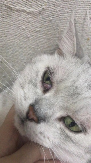 猫咪脸肿了怎么回事？猫咪脸肿了怎么办（最新）