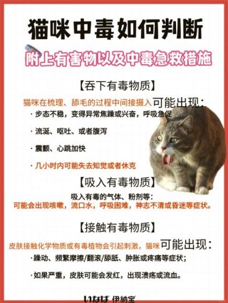 猫咪中毒怎么办？猫中毒自救的土方法（最新）