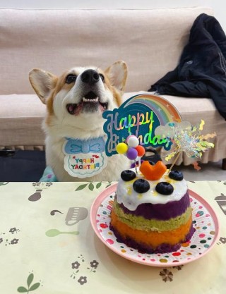 狗狗可以吃蛋糕吗，（狗狗可以吃蛋糕吗生日蛋糕）