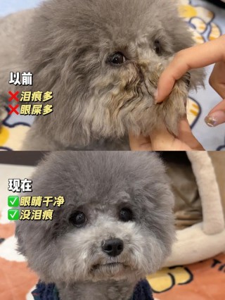 狗狗流眼泪眼屎怎么办？狗狗流眼泪有眼屎用什么药（最新）