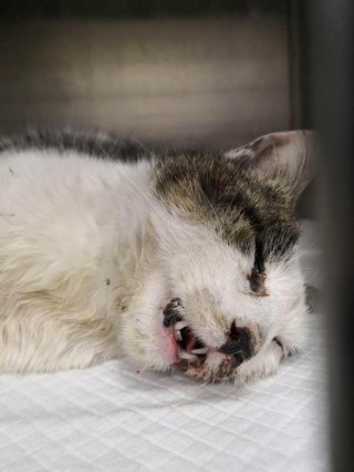 猫咪颅内出血症状，（猫颅内出血能自愈吗）