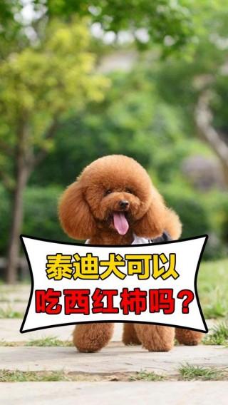 泰迪狗狗能吃柿子吗？泰迪狗能不能吃小柿子（最新）