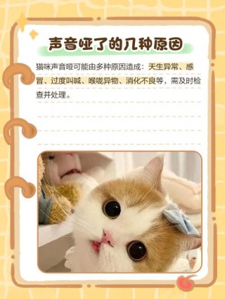 猫咪叫不出来怎么回事，猫咪叫不出声是怎么了？