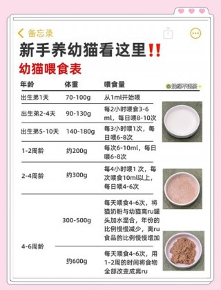 刚出生猫咪怎么喂奶，（刚出生猫咪怎么喂奶给宝宝吃）