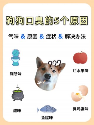 狗狗身上有腥味是怎么回事，狗狗身上有腥味是什么原因？