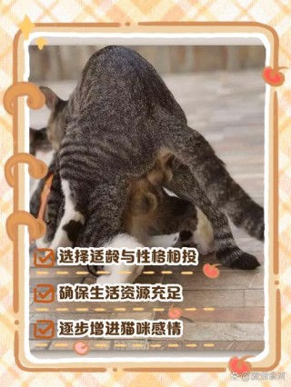 两只猫咪打架怎么办？两只猫打架会不会有事（最新）