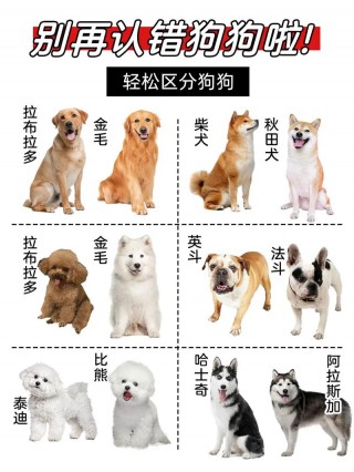 怎么鉴定狗狗听不见，怎么判断狗狗听不听话？