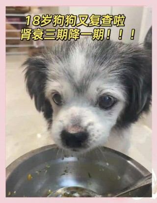 狗狗能吃冰糖吗，小狗吃冰糖好吗？