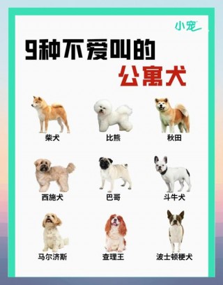 什么狗狗不拆家，（什么品种狗狗不拆家）