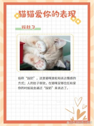 猫咪信任主人的表现？小猫认主人10个征兆（最新）