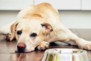 狗狗发情会怎样？狗狗发情期会出现什么（最新）