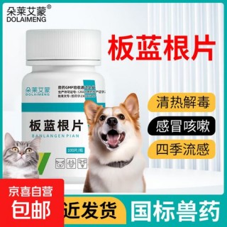 狗狗感冒可以吃板蓝根吗？狗狗感冒可以喝板蓝根颗粒吗（最新）