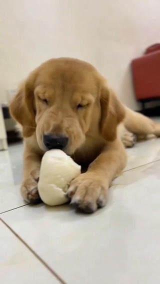 狗狗吃面包可以吗，狗狗可以吃面包吗?一点点而已？