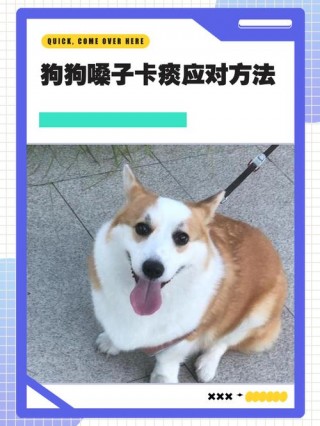 狗狗喉咙有异物怎么办，（狗狗喉咙有东西）