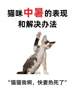猫咪热会有什么表现，（猫猫热了怎么办）