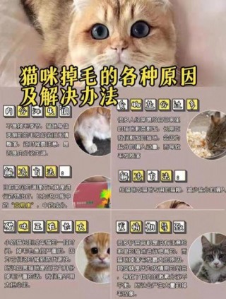 猫咪严重掉毛什么原因，猫咪严重掉毛的原因？