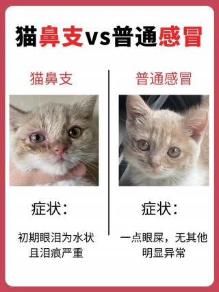 怎么判断猫咪感冒，（猫咪感冒的症状有哪些）