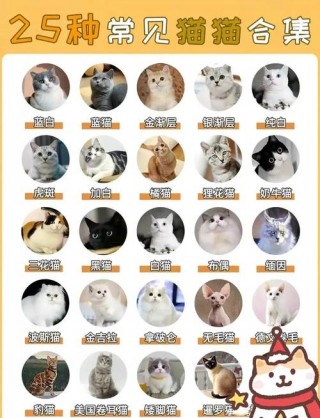 最贵猫咪排名榜，（最贵的猫排名前十）