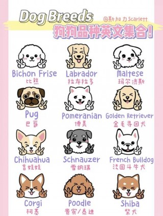 适合狗狗的英文名字，（给狗狗英文名字洋气）
