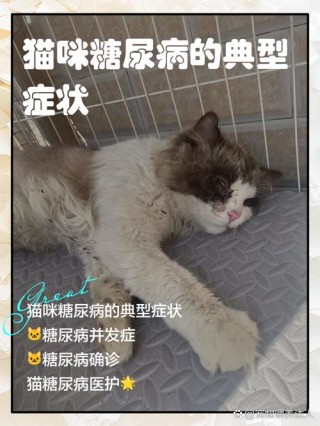 猫咪低血糖症状表现，（猫咪低血糖怎么办吧）