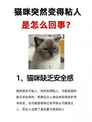 猫咪突然很粘人还呼噜？猫咪突然很粘人还呼噜呼噜的（最新）